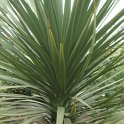 Cordyline indivisa